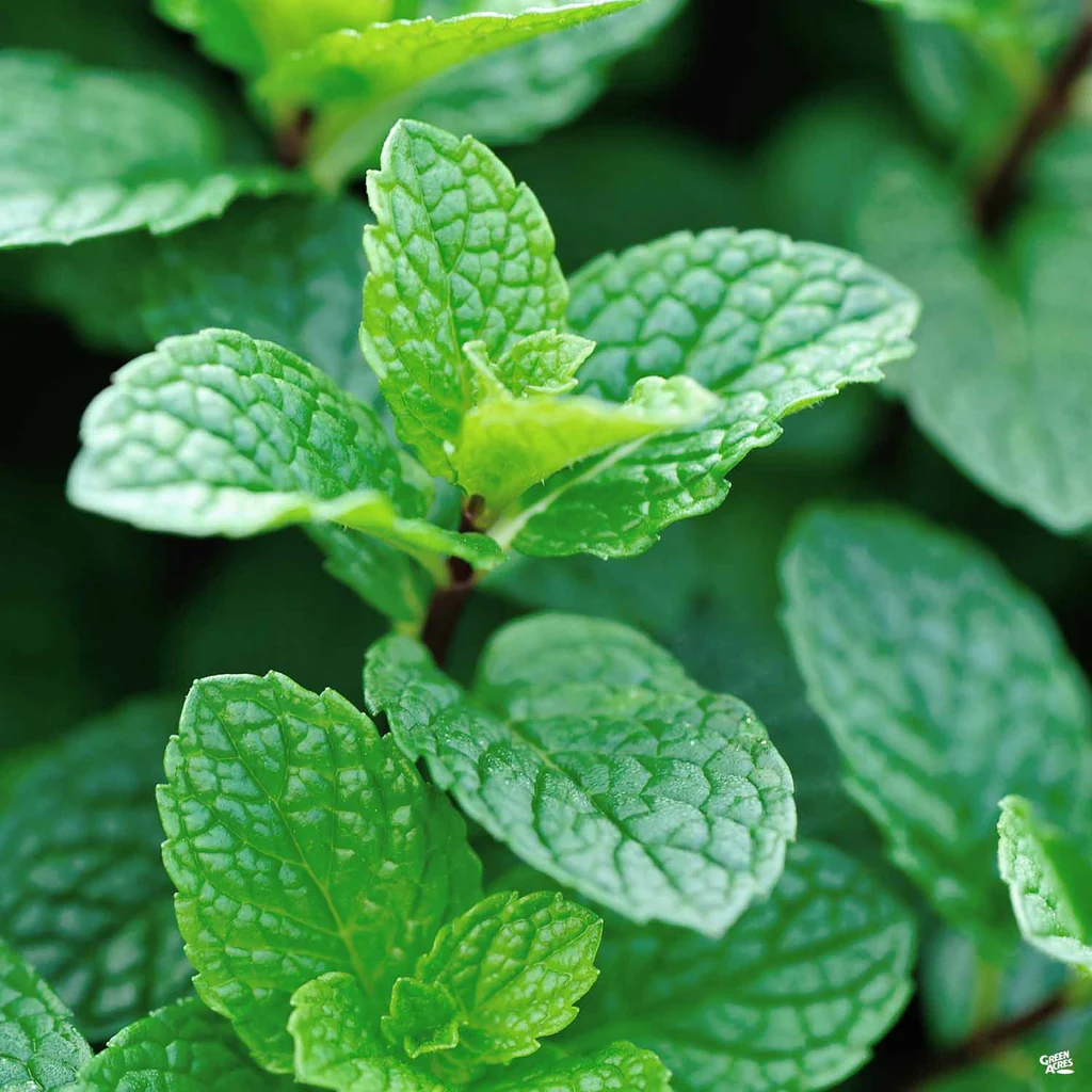 Peppermint