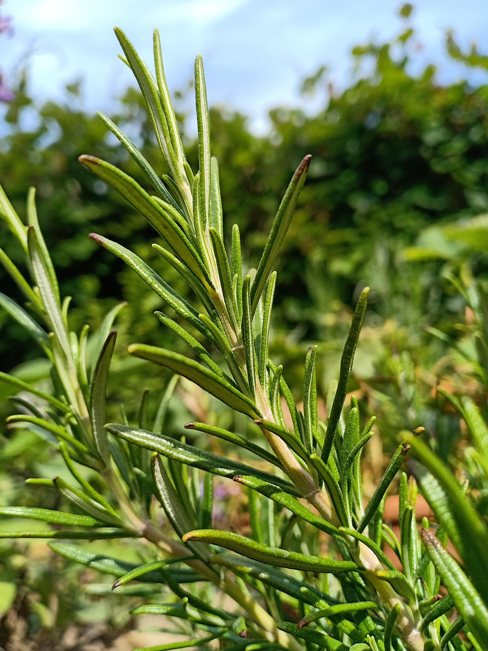 Rosemary