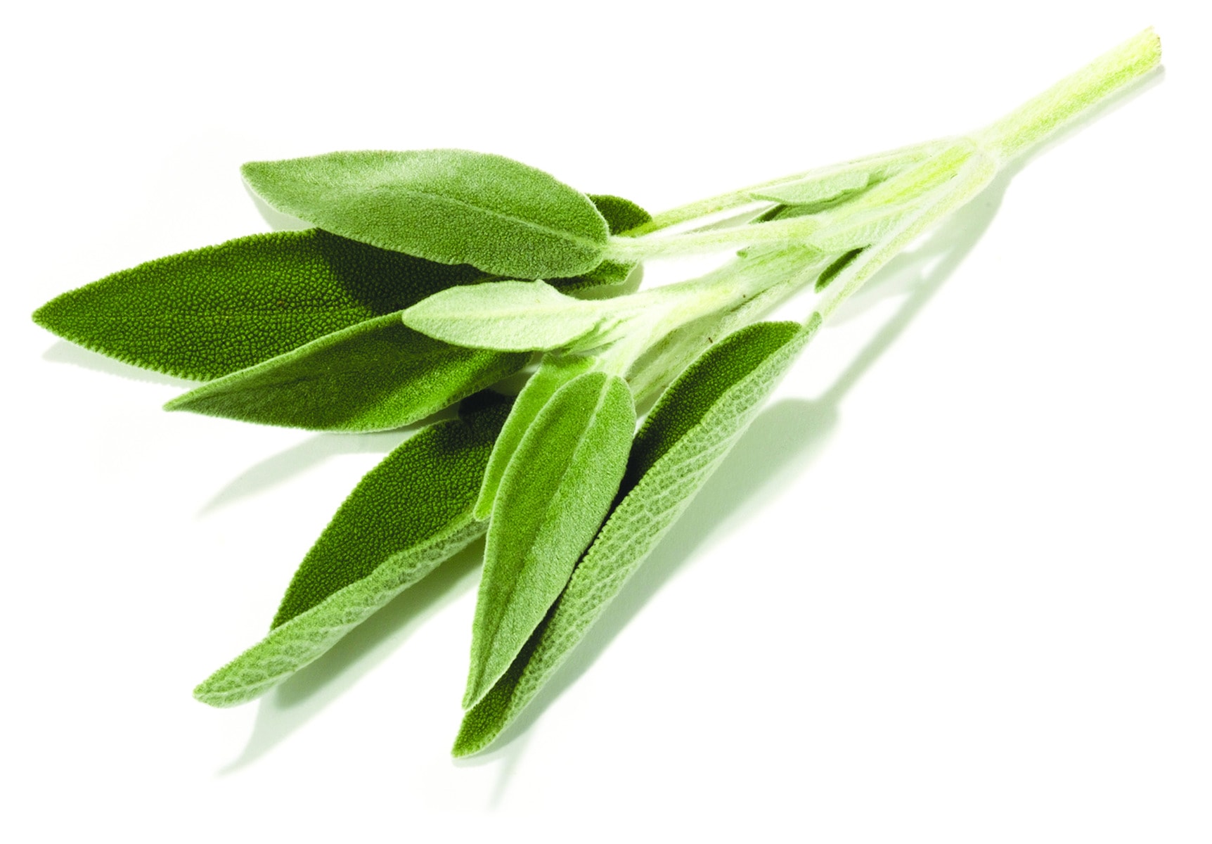 Sage