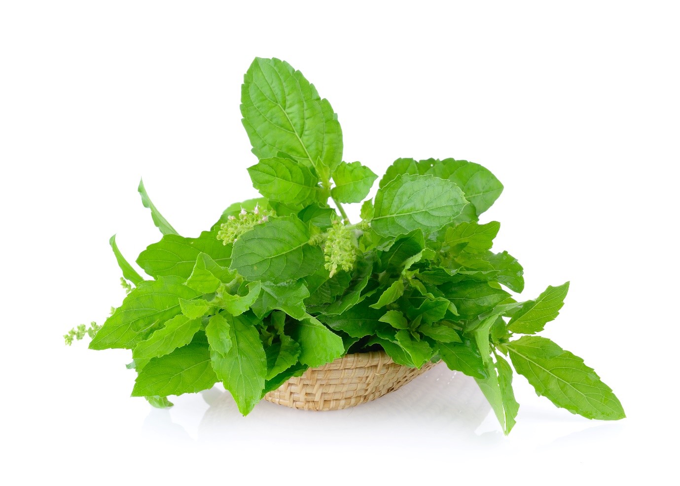 Holy Basil (Tulsi)