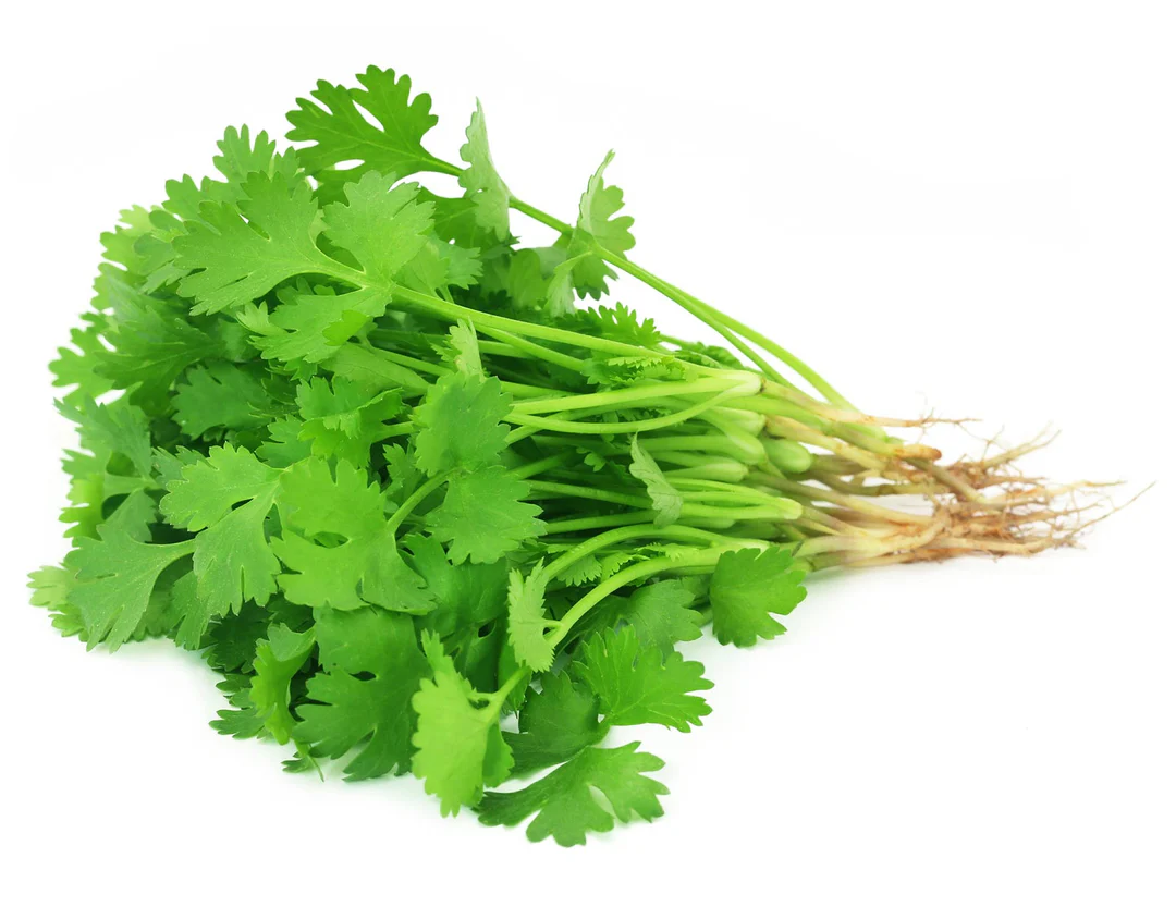 Coriander Leaves (Dhania)