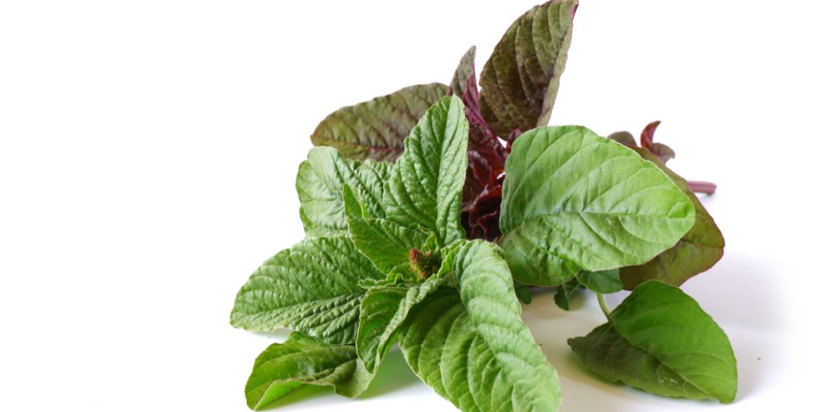 Amaranth Leaves (Thotakura)