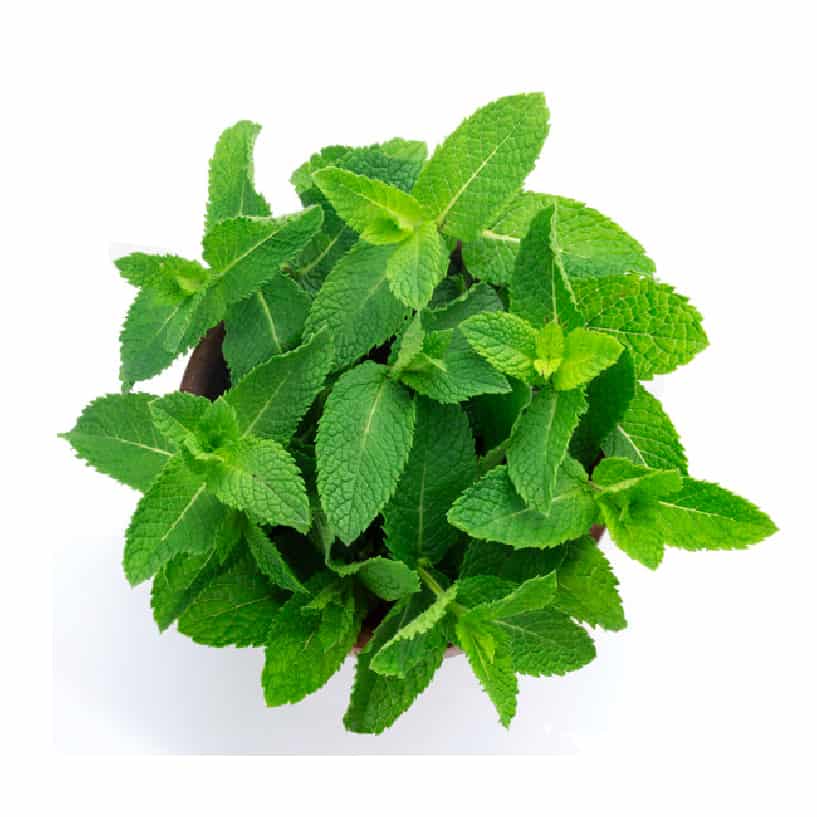 Mint Leaves (Pudina)