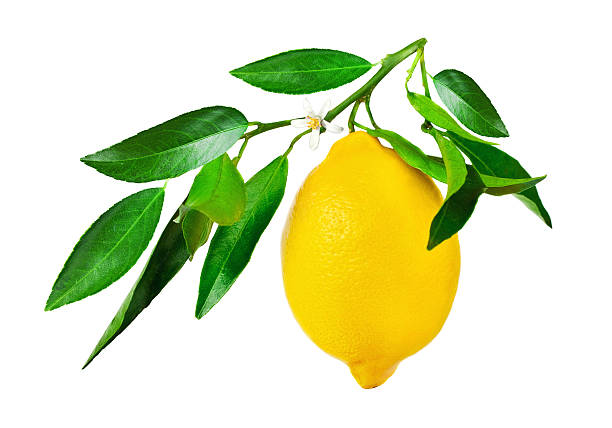 Lemon-Leaf