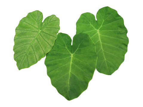 Taro Leaves (Patra)